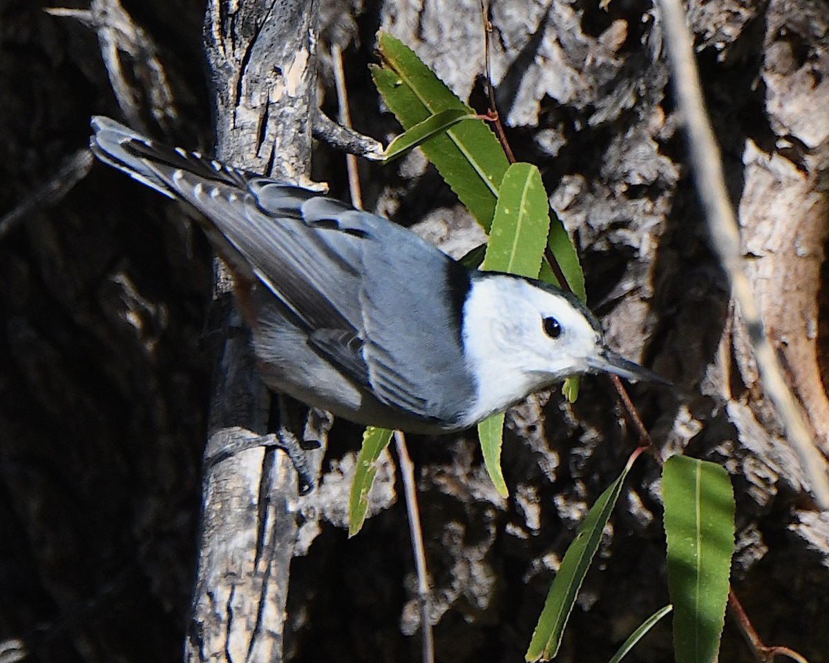 Weißbrustkleiber [lagunae-Gruppe] - ML646873558