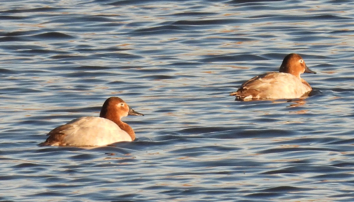 Попелюх довгодзьобий - ML646873562