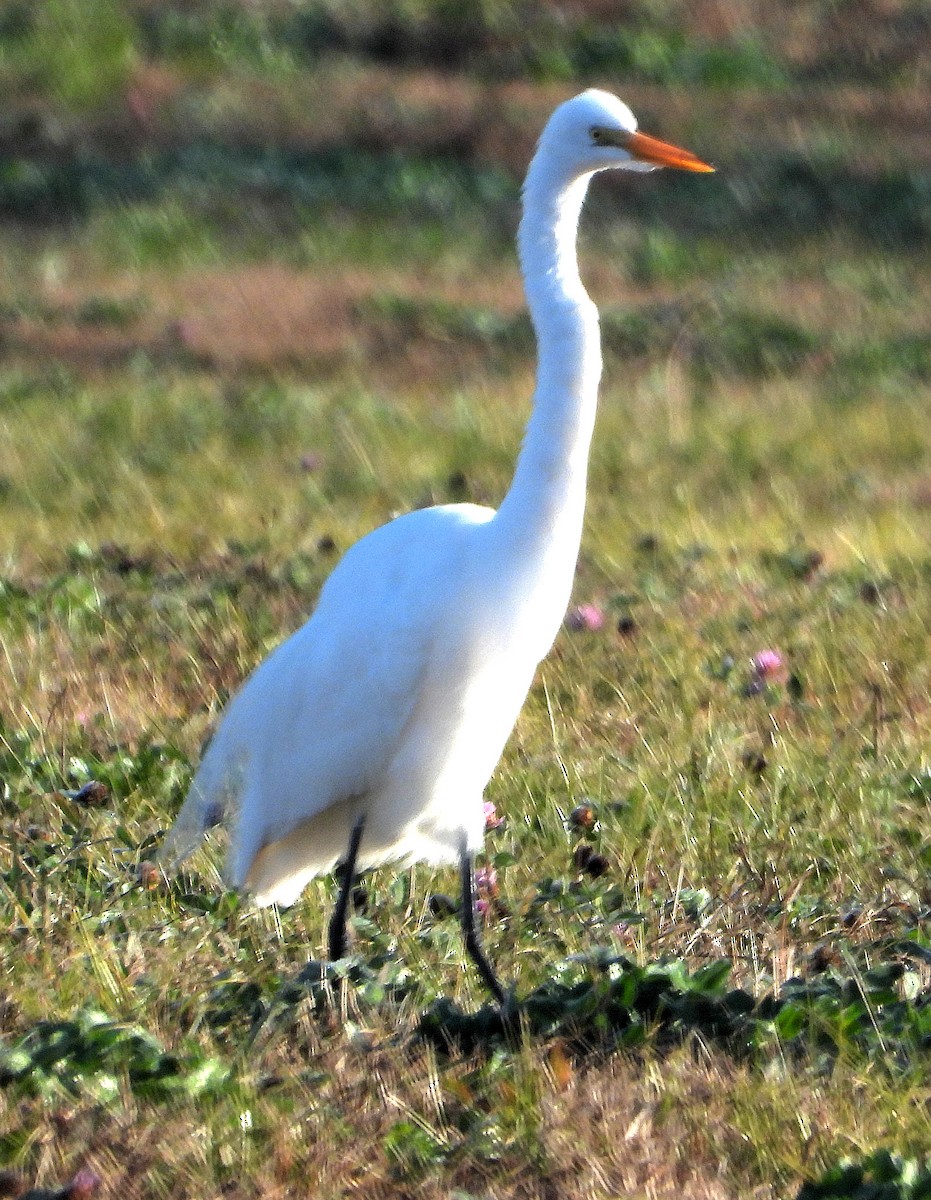 Great Egret - ML646873563