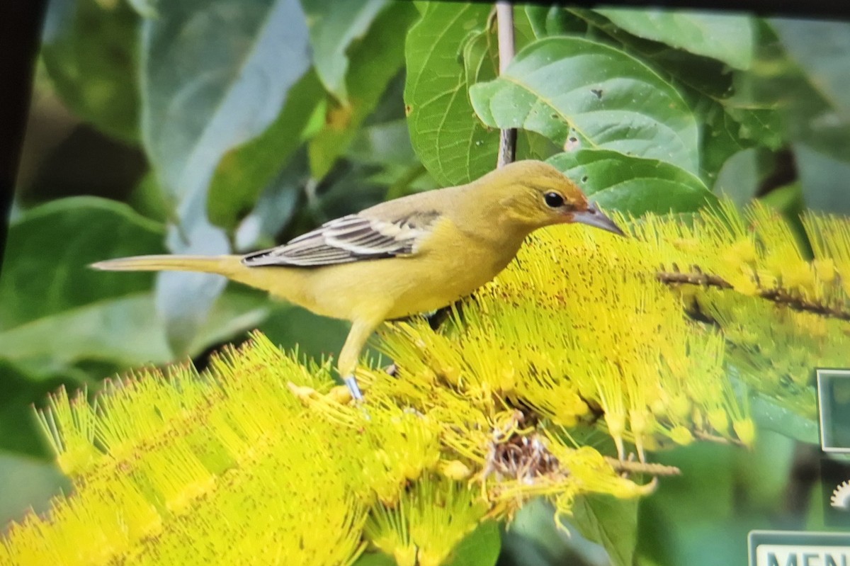 Oriole des vergers - ML646873568