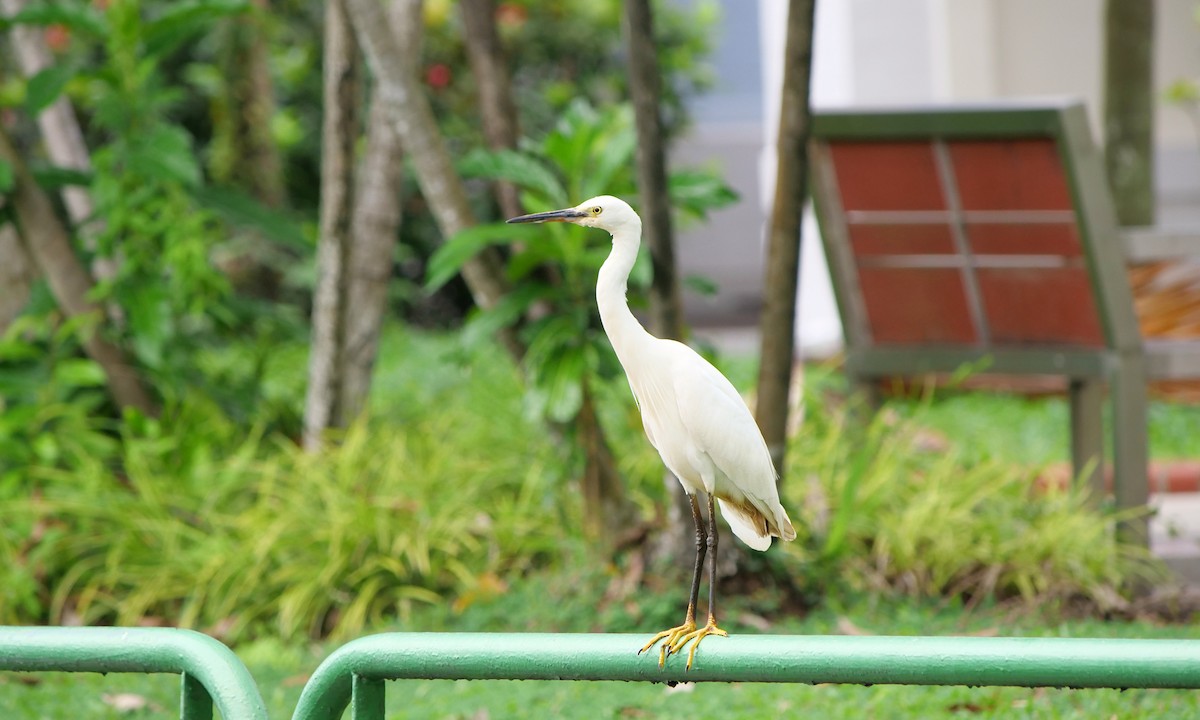 Малая белая цапля - ML646873569