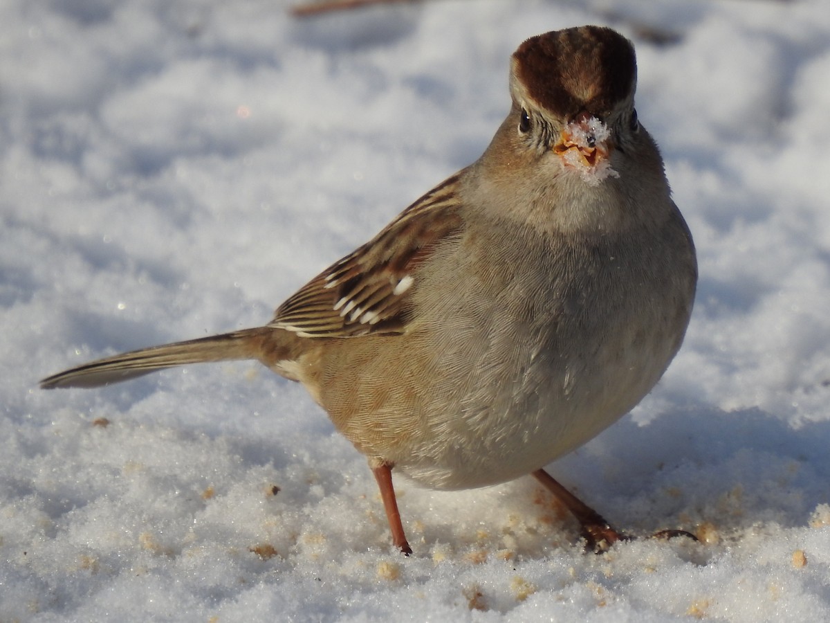 White-crowned Sparrow - ML646873570
