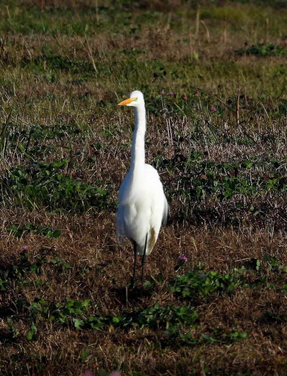 Great Egret - ML646873571