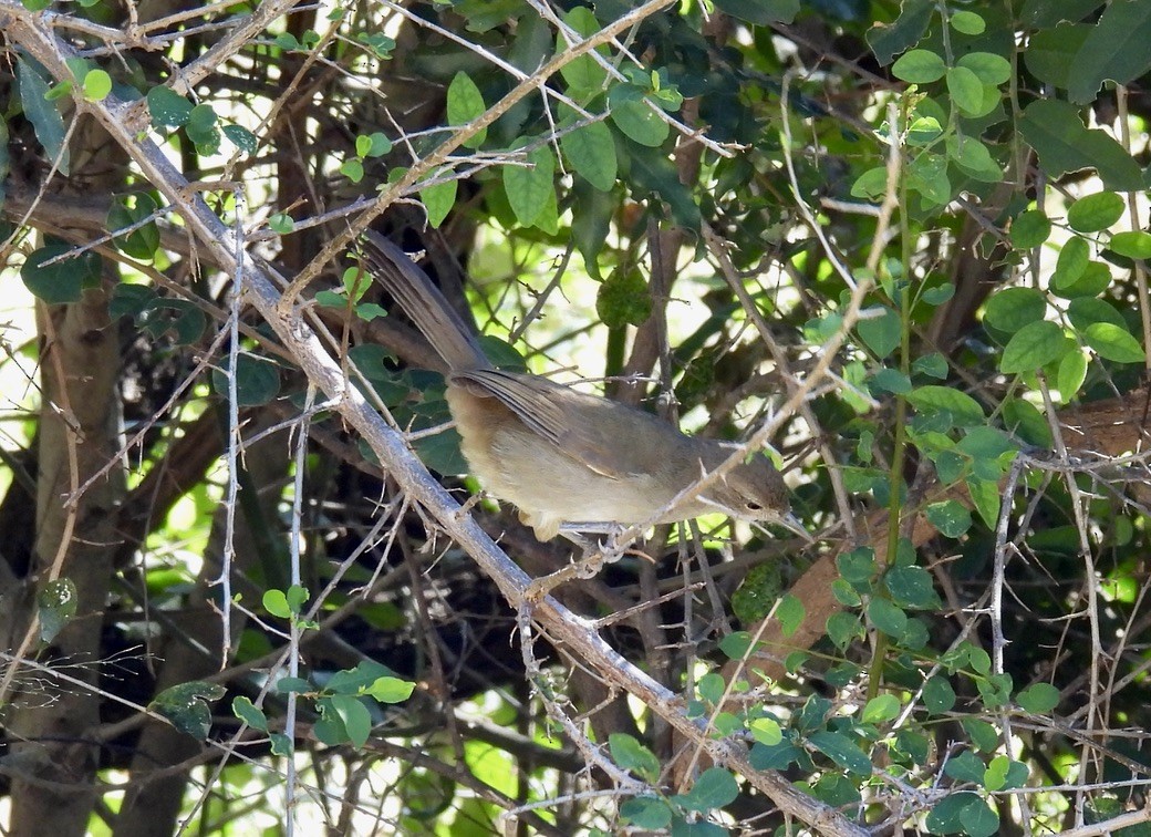 ヨーロッパヨシキリ - ML646873573