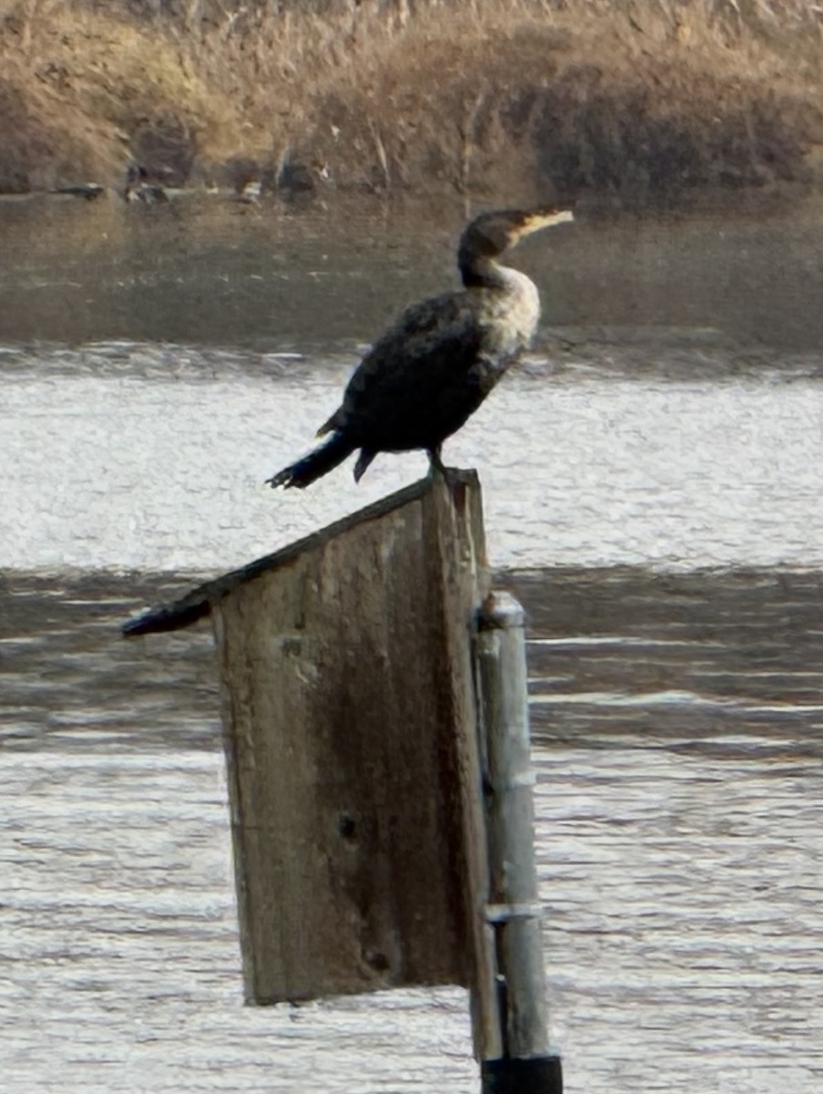Double-crested Cormorant - ML646873574