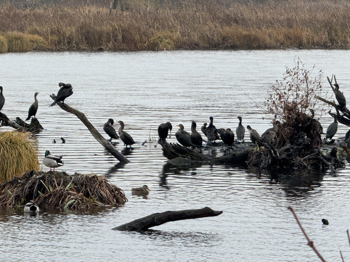 Double-crested Cormorant - ML646873575