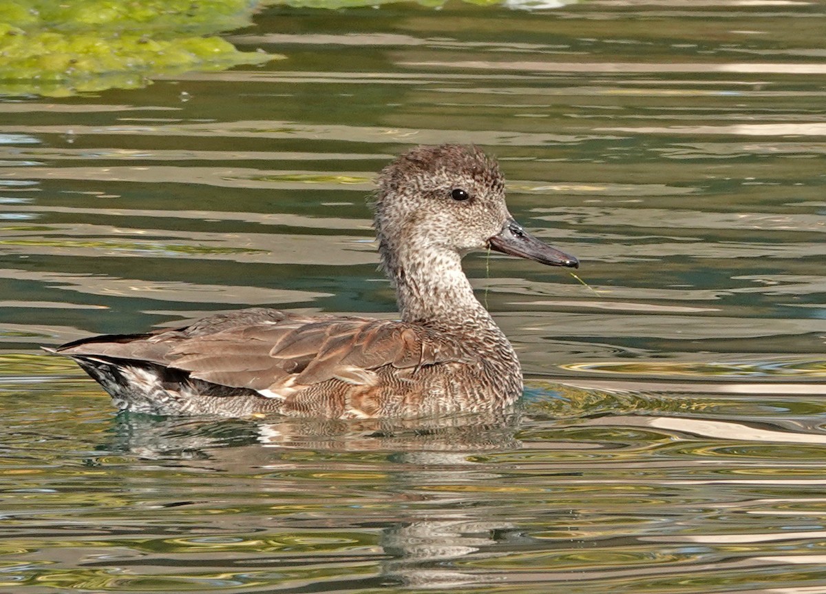 Canapiglia - ML646873576