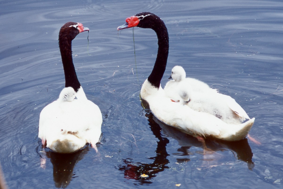 Black-necked Swan - ML646873584