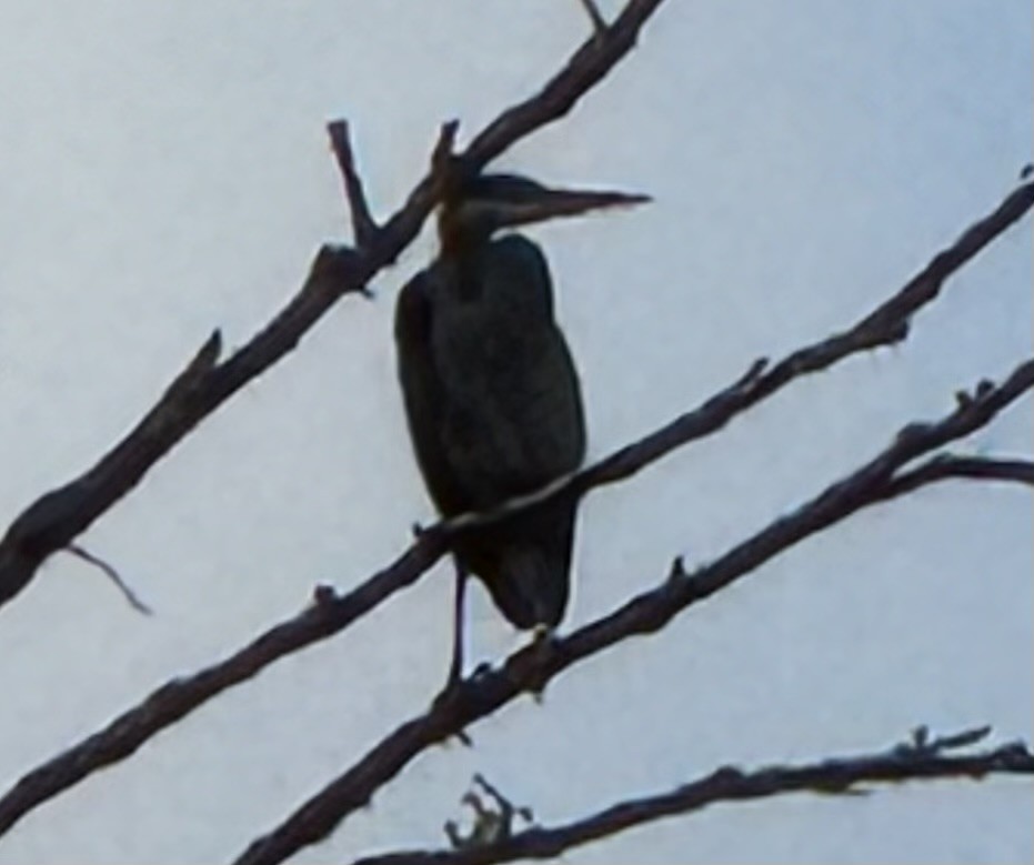 Koartza hauskara amerikarra - ML646873585