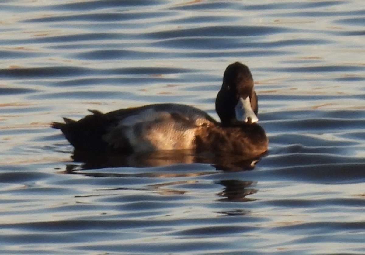 Чернь американська - ML646873588