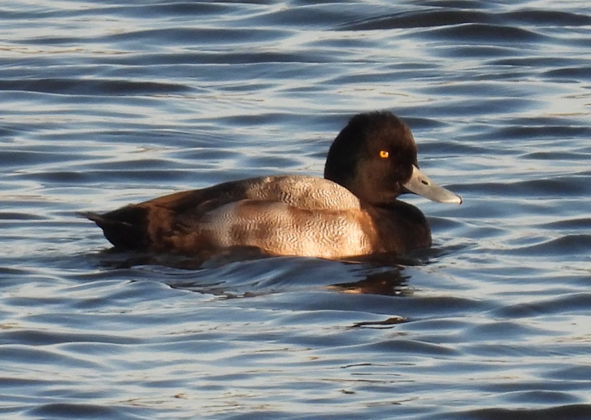 Чернь американська - ML646873589