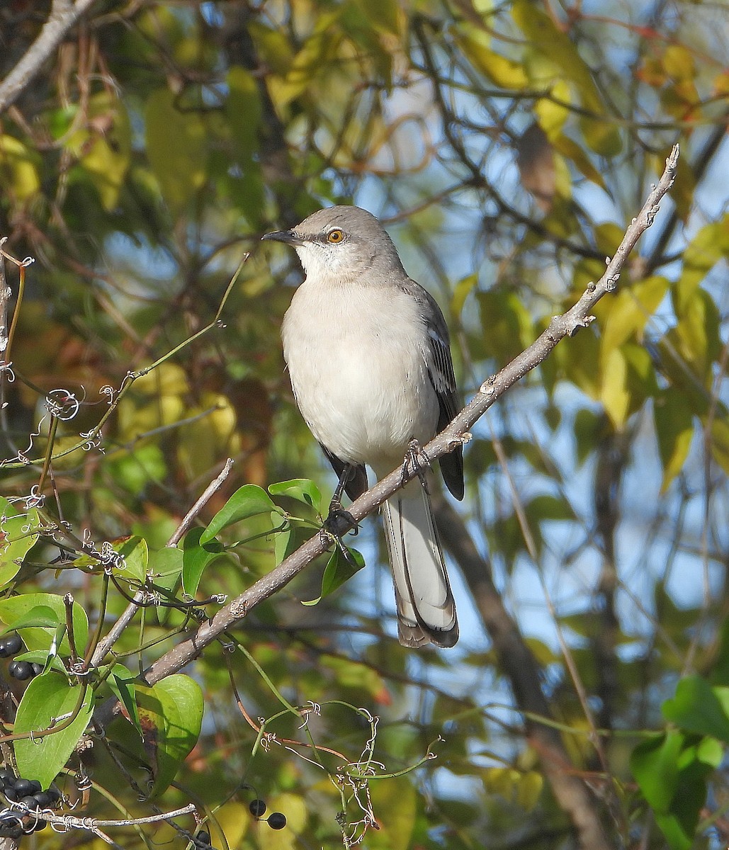 Northern Mockingbird - ML646873593