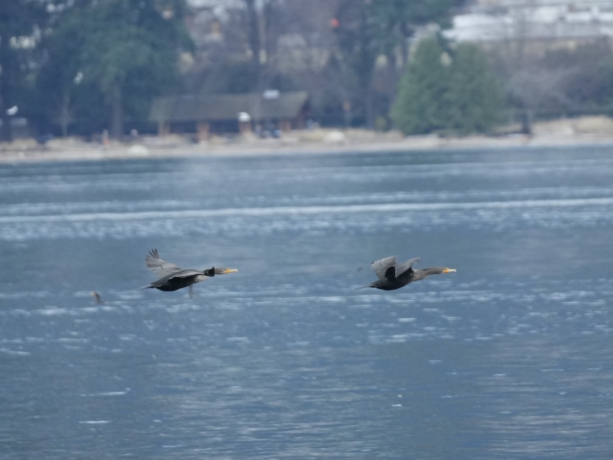 Double-crested Cormorant - ML646873596