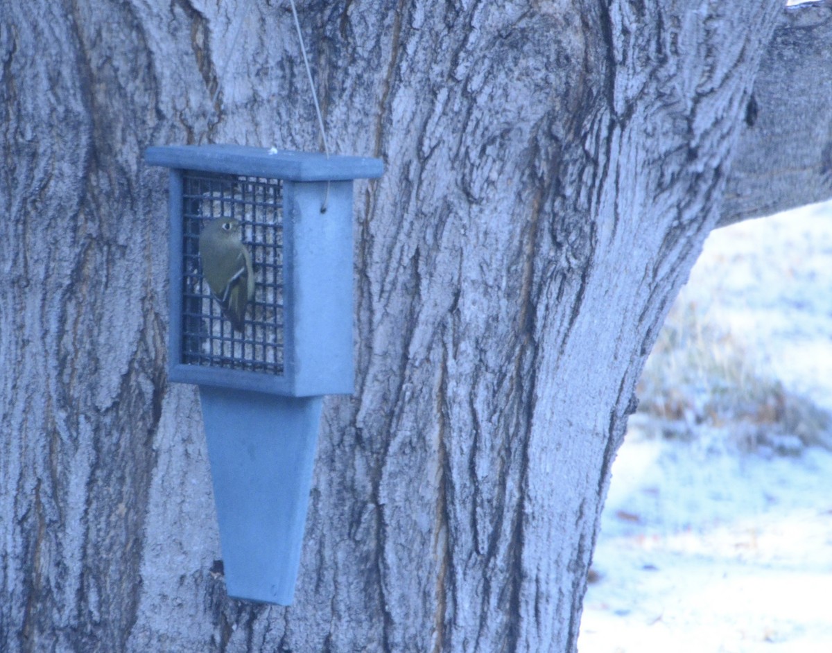 Ruby-crowned Kinglet - ML646873597
