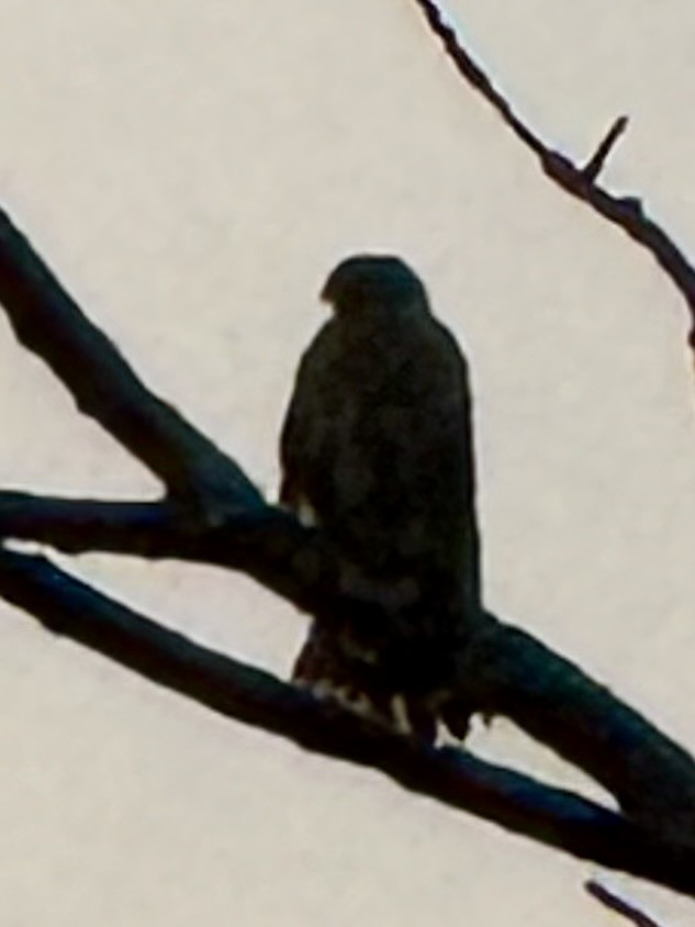 jestřáb americký - ML646873599