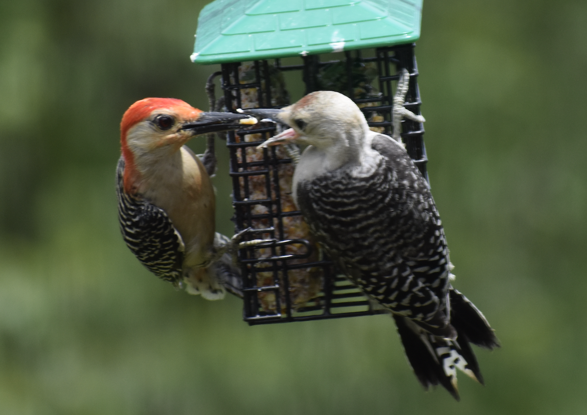 Гіла каролінська - ML646873600