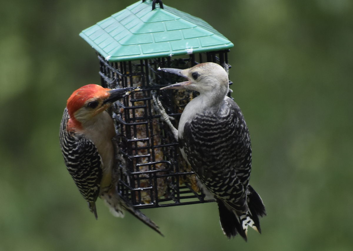 Гіла каролінська - ML646873601