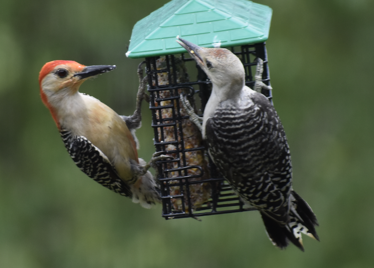 Гіла каролінська - ML646873602