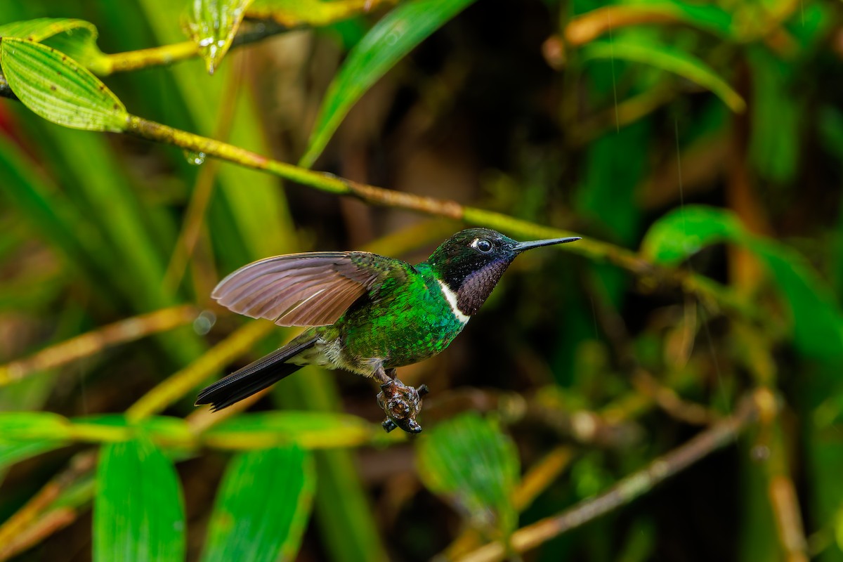 Longuemare's Sunangel - ML646873605