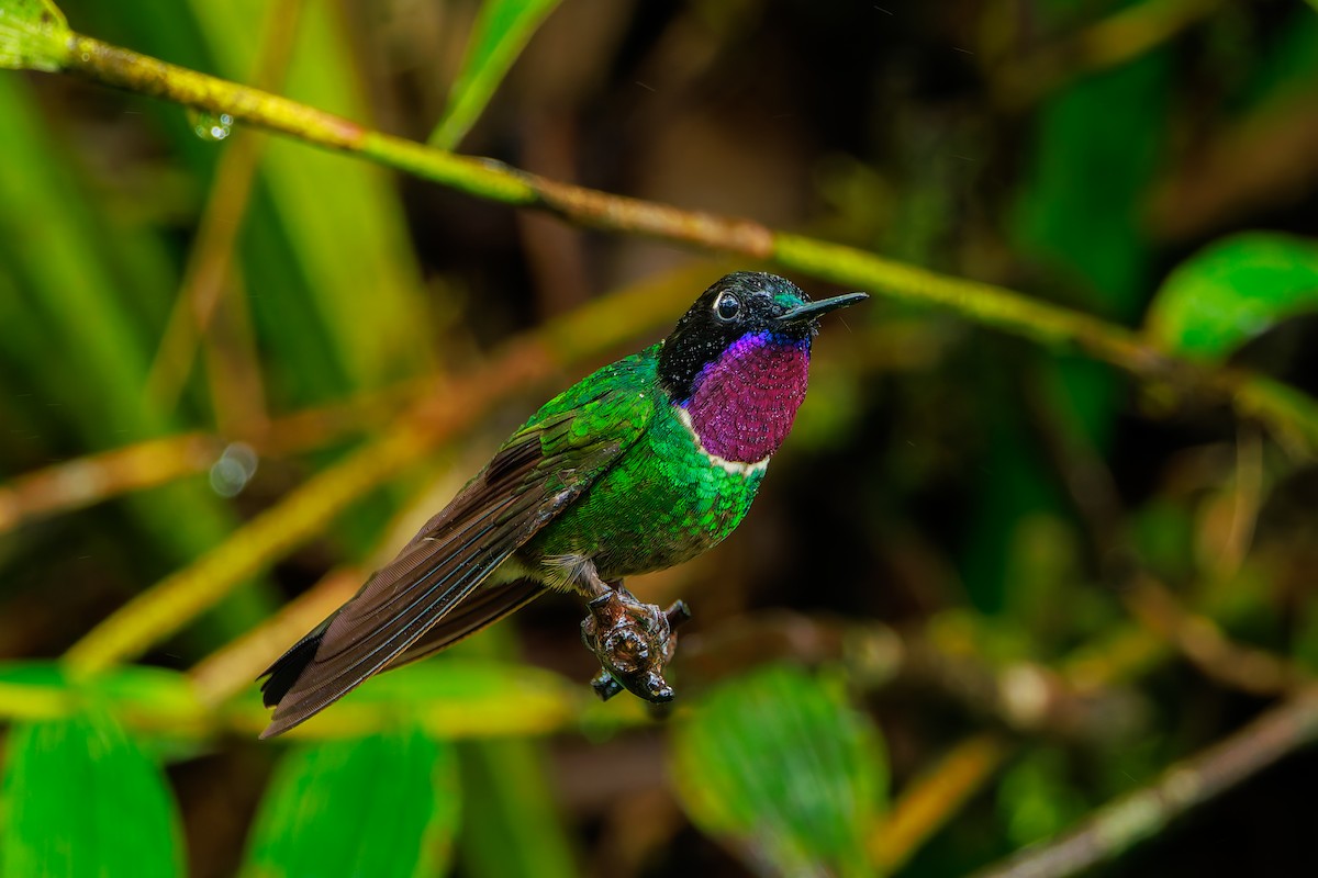 Longuemare's Sunangel - ML646873606