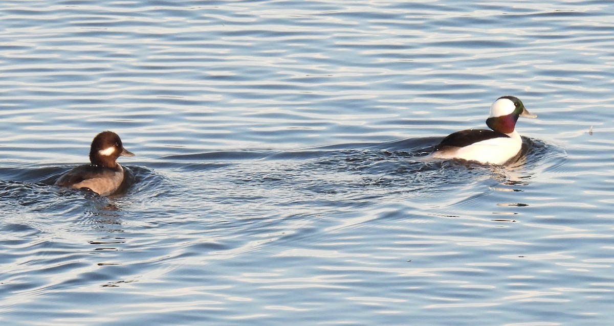 Гоголь малий - ML646873612