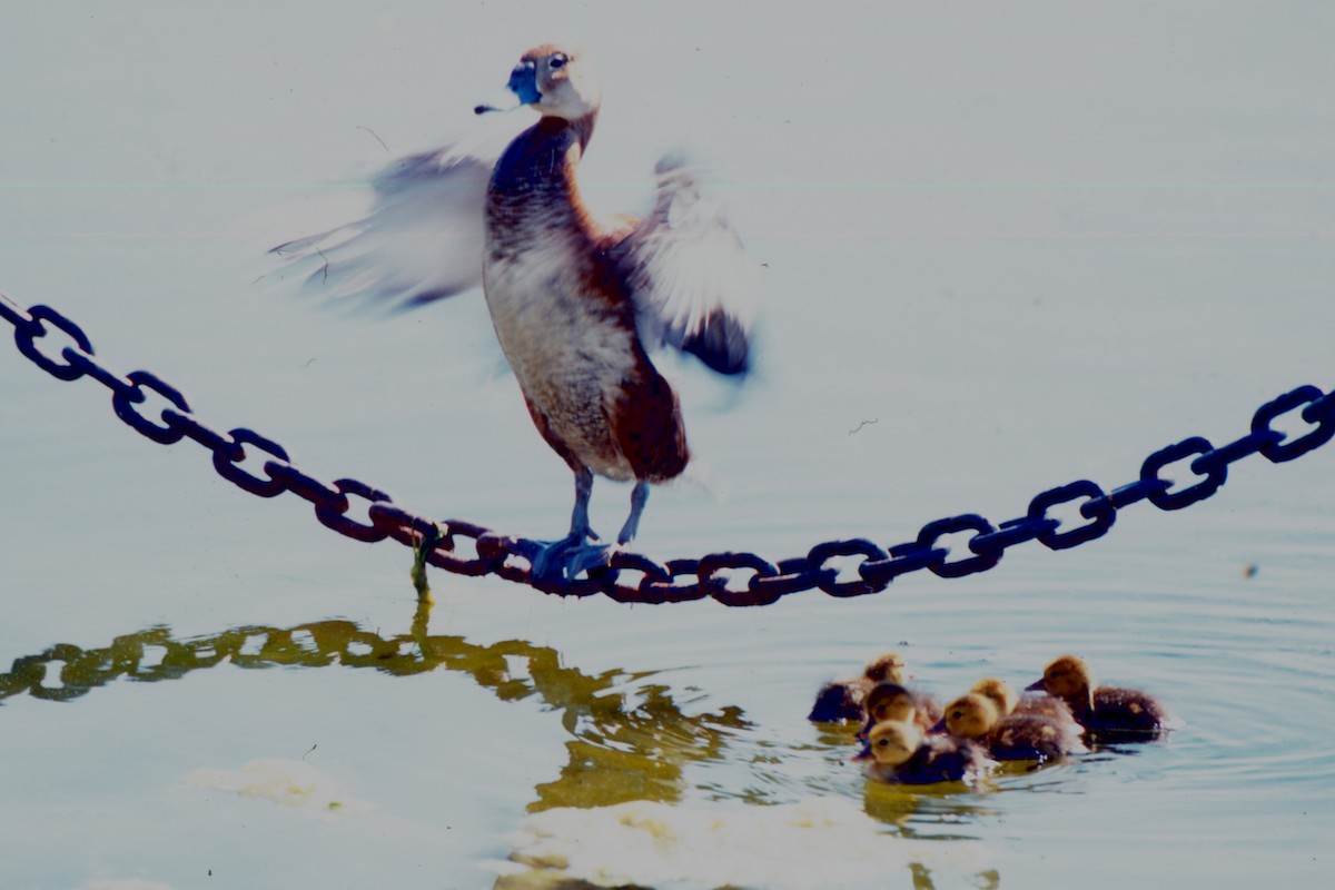 Rosy-billed Pochard - ML646873613