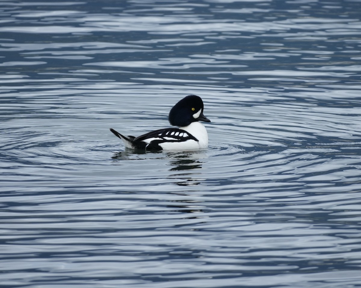 Barrow's Goldeneye - ML646873614