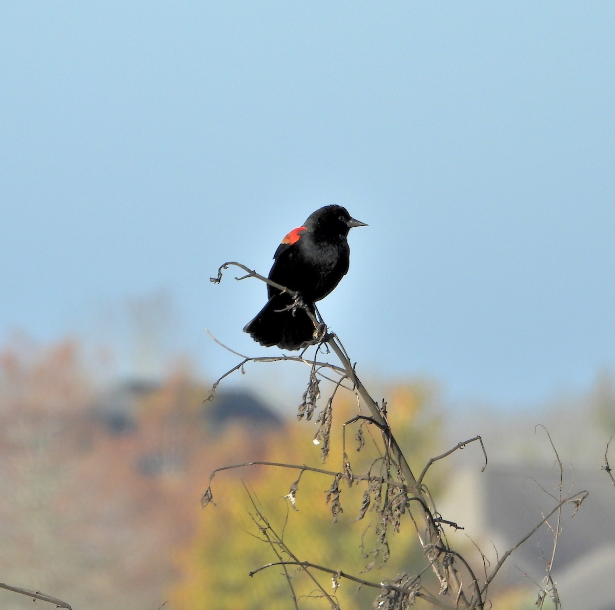 Red-winged Blackbird - ML646873615