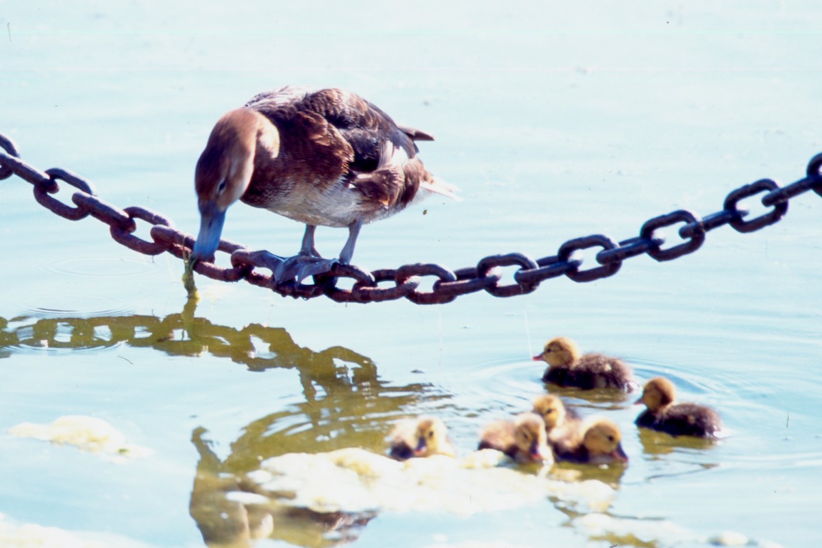 Rosy-billed Pochard - ML646873617
