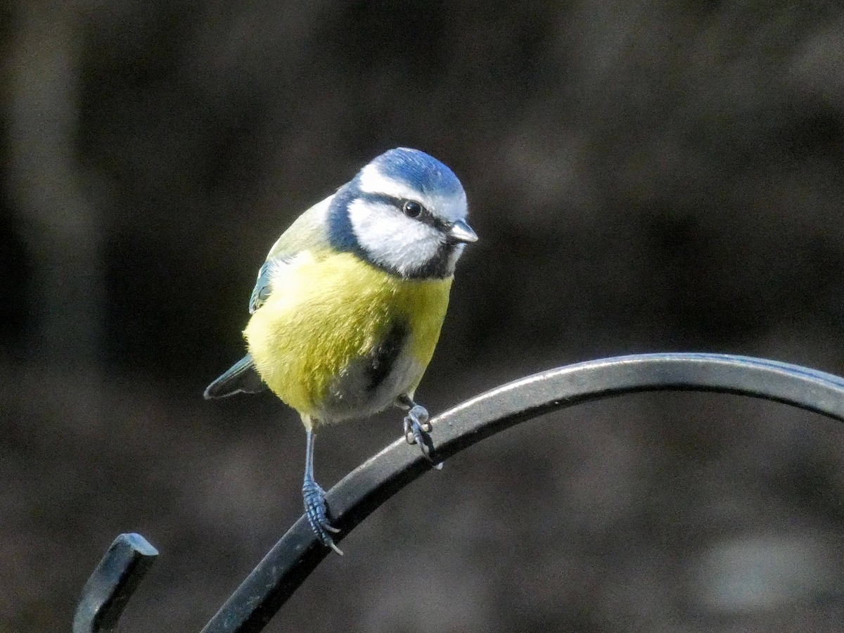Eurasian Blue Tit - ML646873622