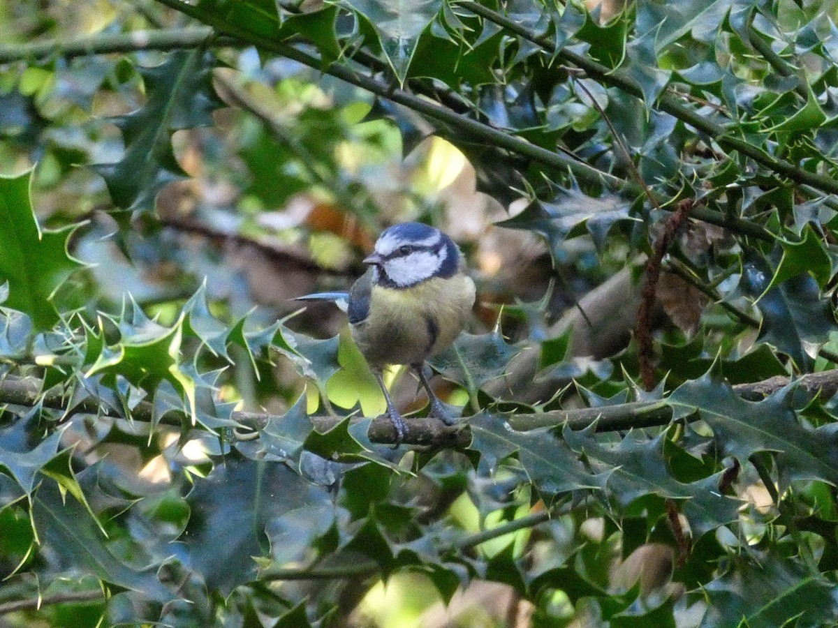 Eurasian Blue Tit - ML646873624