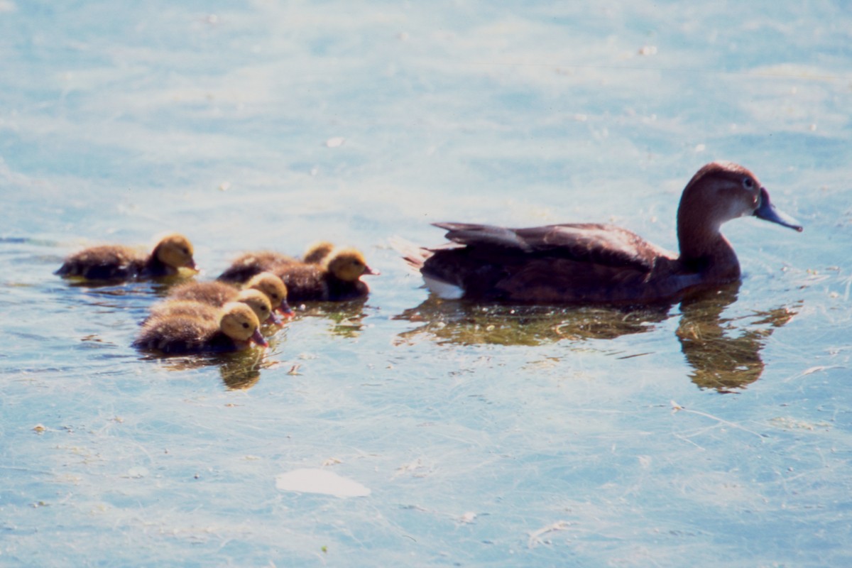 Rosy-billed Pochard - ML646873628