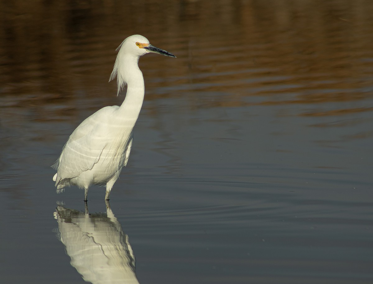 Snowy Egret - ML646873629
