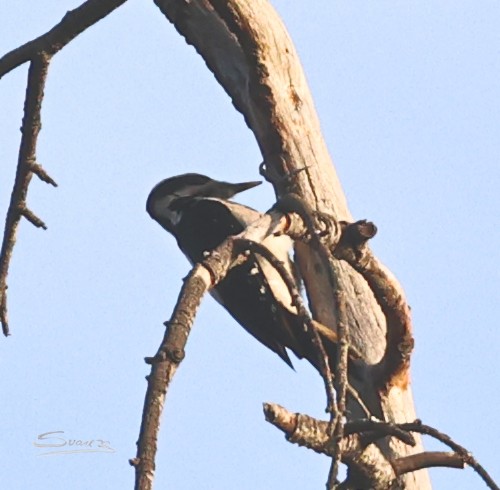 Hairy Woodpecker - ML646873630