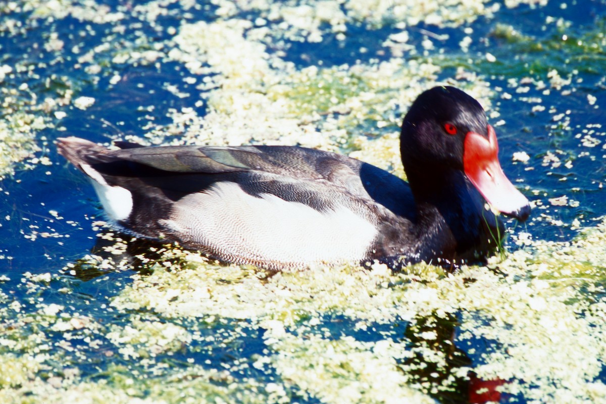 Rosy-billed Pochard - ML646873631