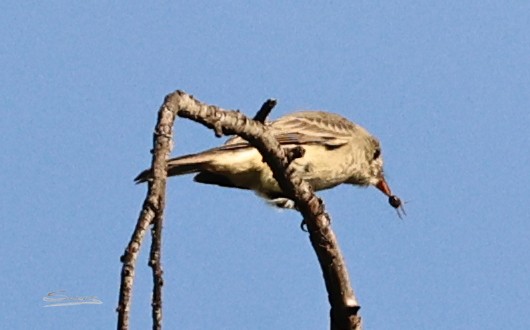 Greater Pewee - ML646873647