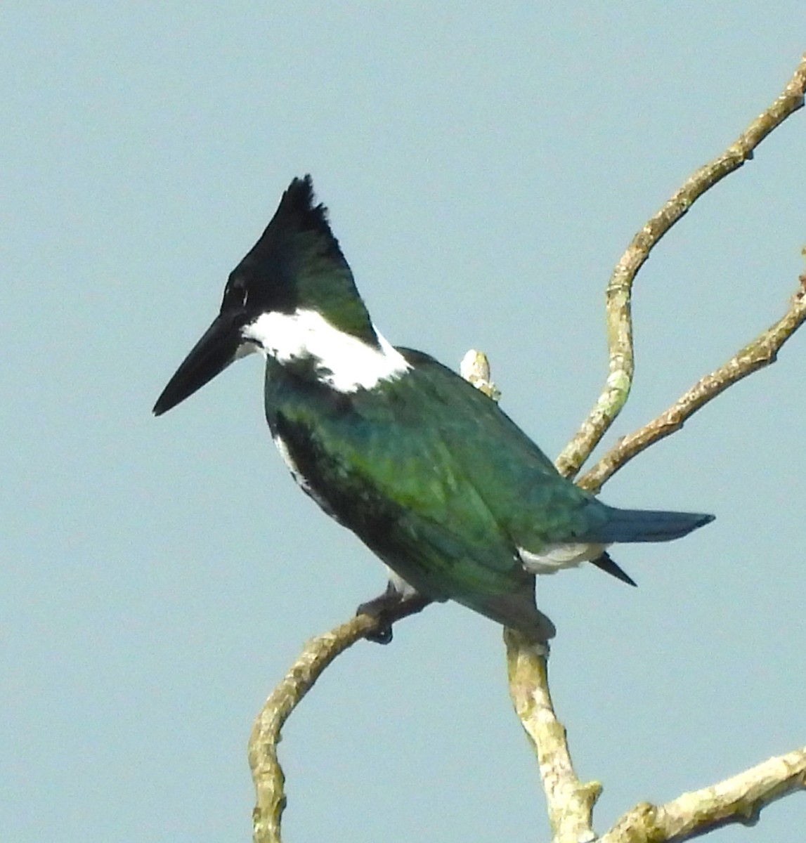 Amazon Kingfisher - ML646873653