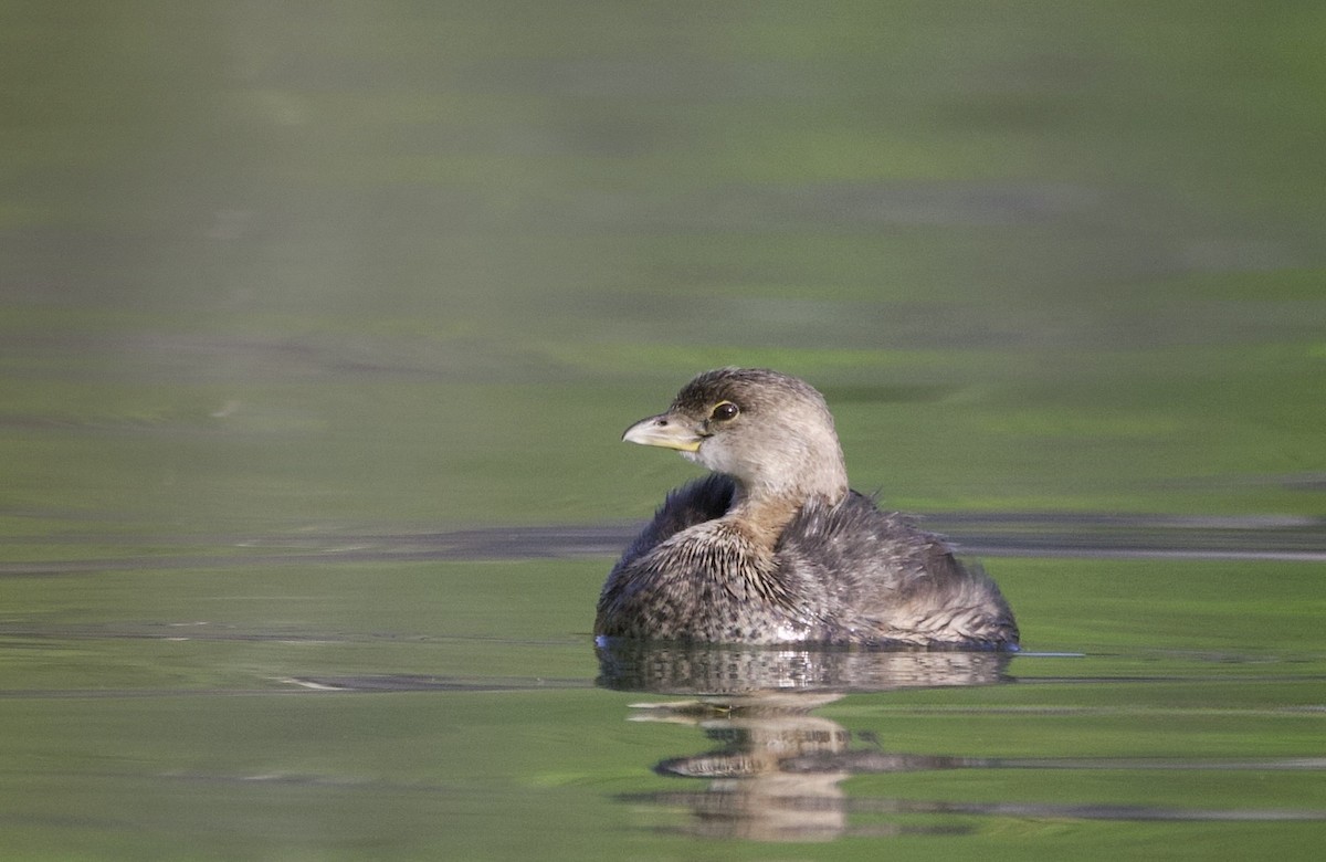 Пірникоза рябодзьоба - ML646873658