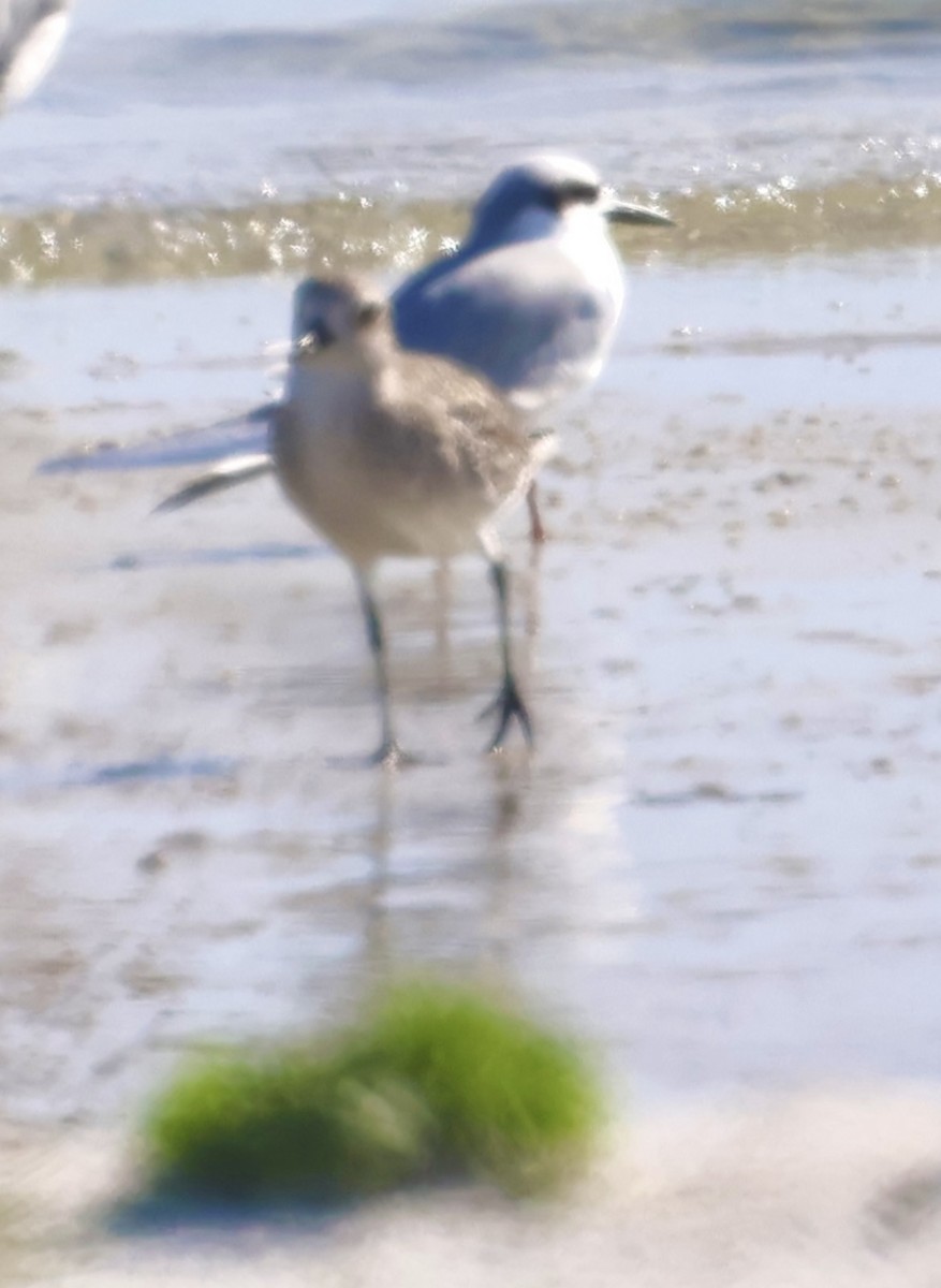 חופזי מנומר - ML646873663
