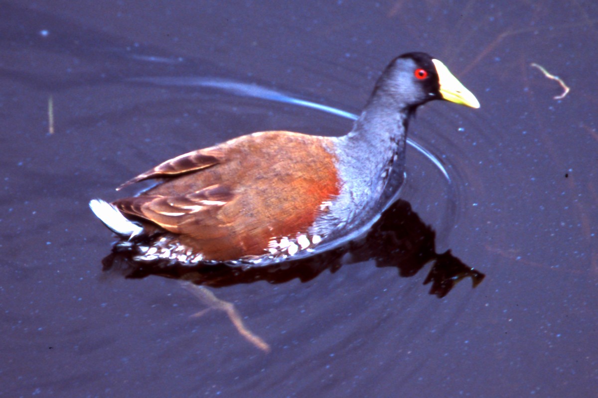 Spot-flanked Gallinule - ML646873666