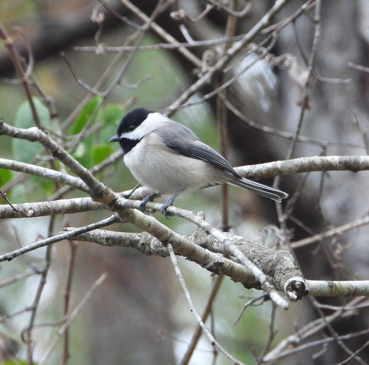 Carolina Chickadee - ML646873668