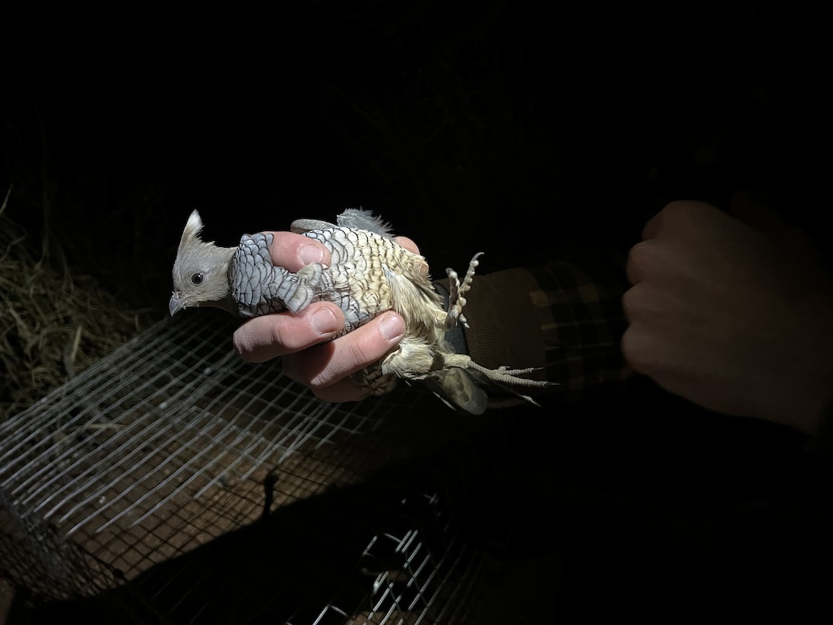 Scaled Quail - ML646873669