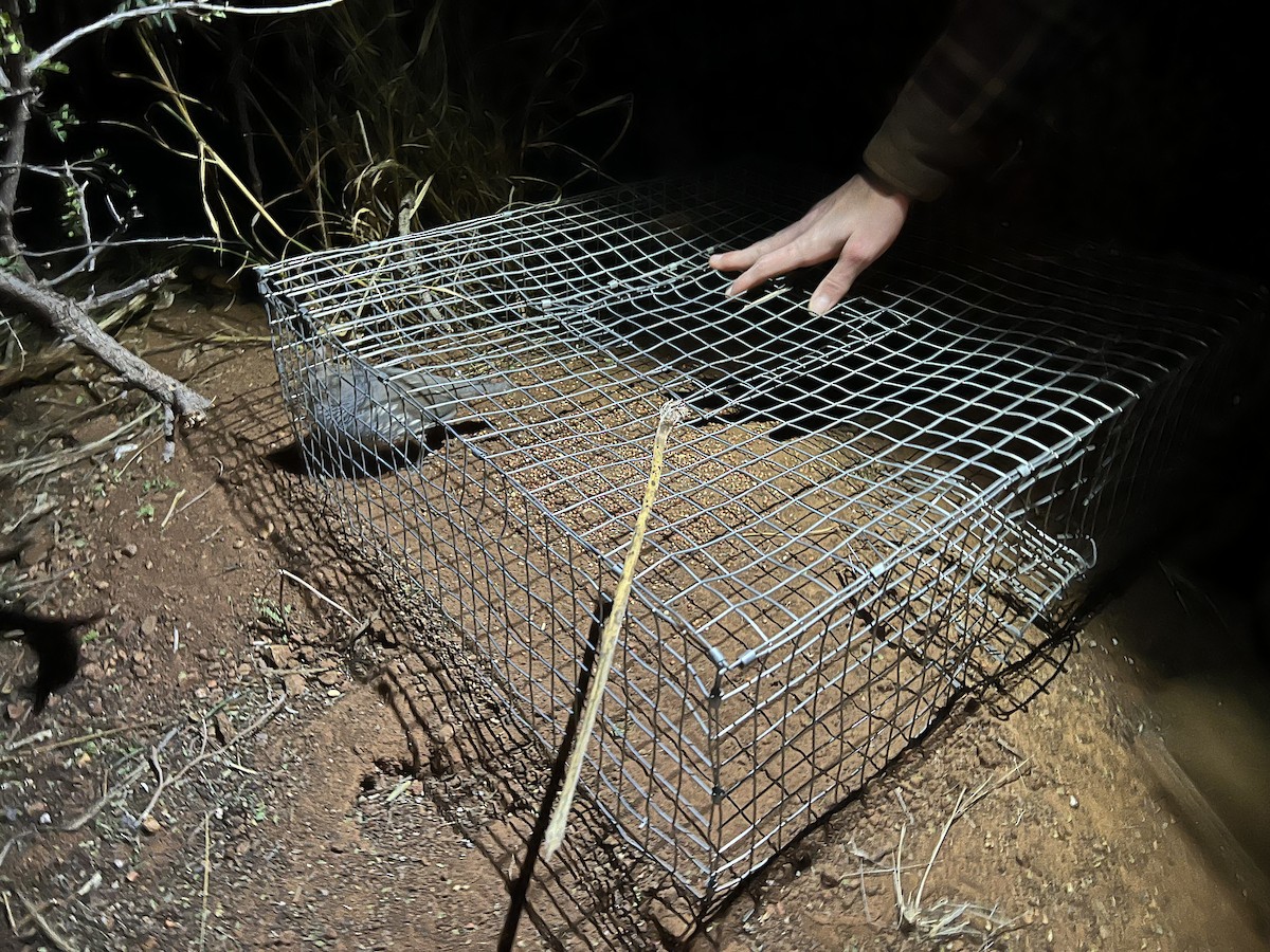 Scaled Quail - ML646873674