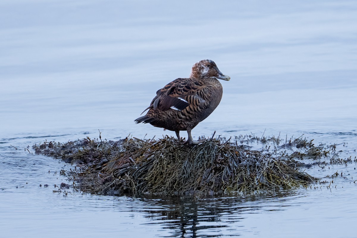 ærfugl - ML646873675