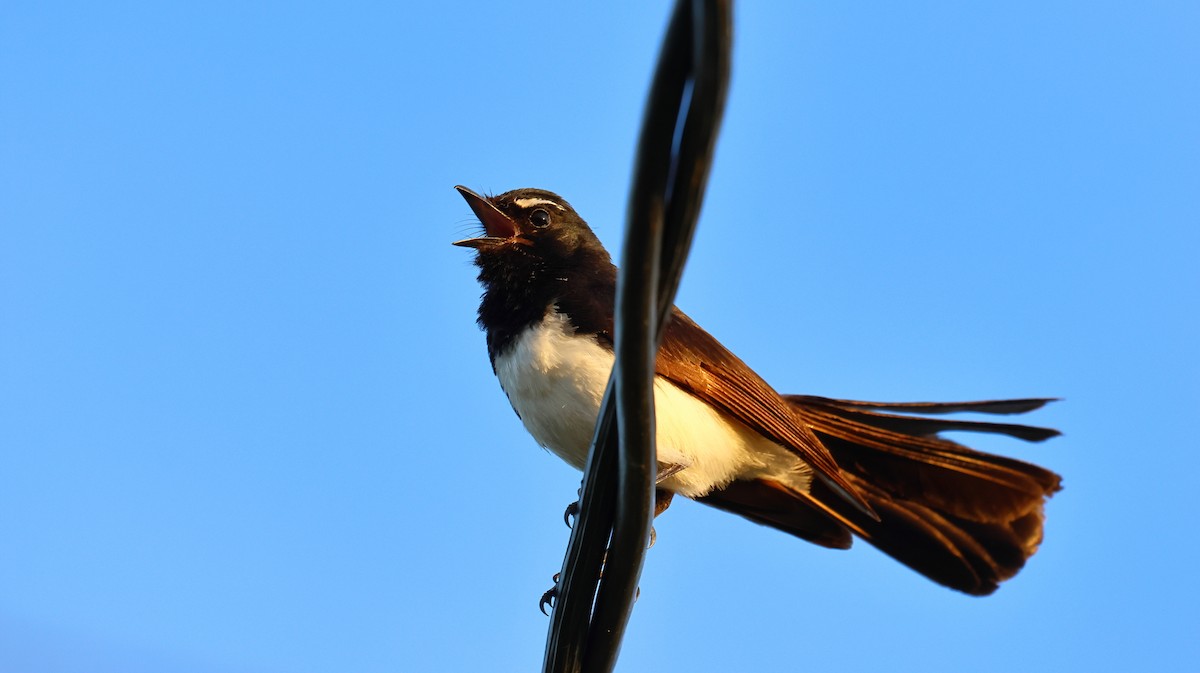 ヨコフリオウギビタキ - ML646873676