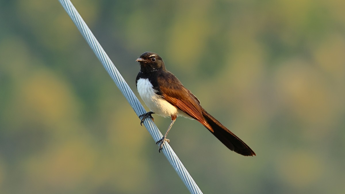 ヨコフリオウギビタキ - ML646873677