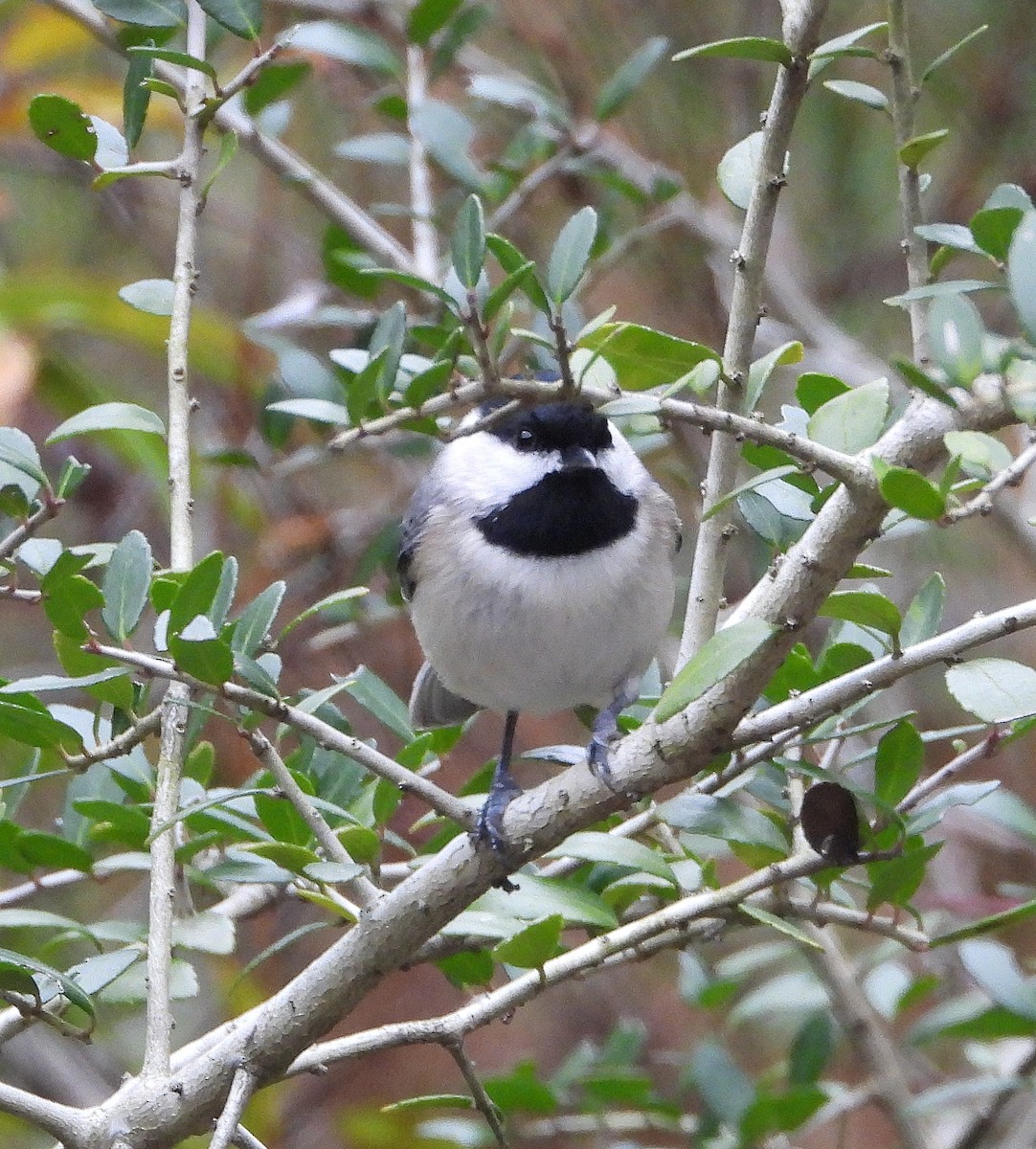 Carolina Chickadee - ML646873681