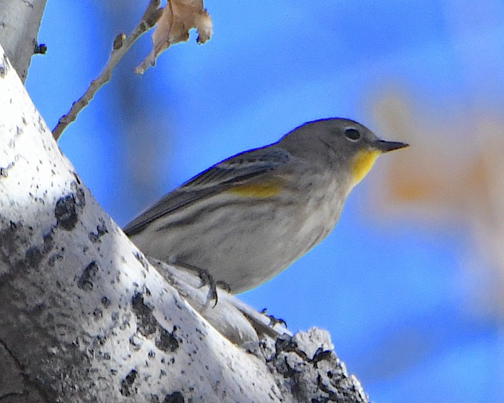 Kronenwaldsänger (Audubonwaldsänger) - ML646873686