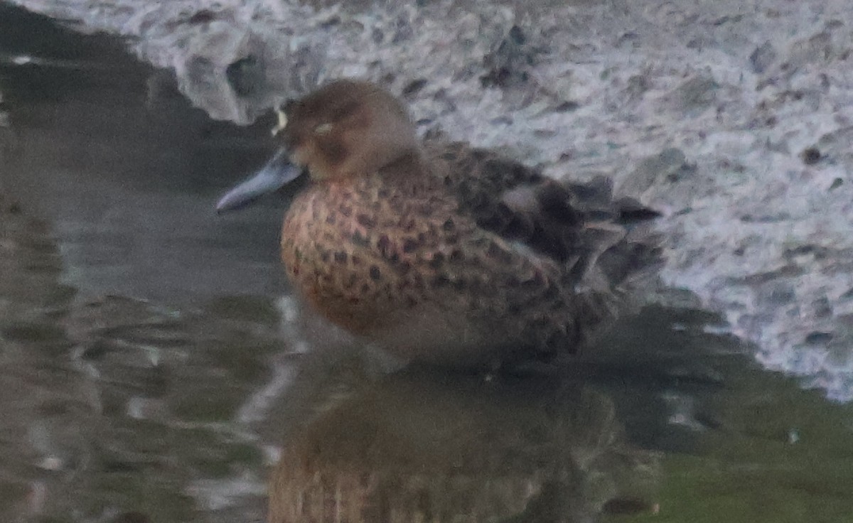 Cinnamon Teal - ML646873687