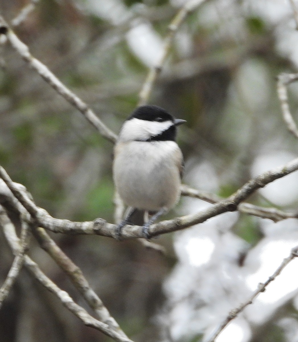 Carolina Chickadee - ML646873688